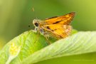 Komma-Dickkopffalter (Hesperia comma)