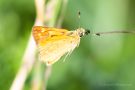 Komma-Dickkopffalter (Hesperia comma)