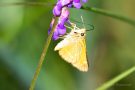 Komma-Dickkopffalter (Hesperia comma)