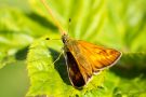 Komma-Dickkopffalter (Hesperia comma)