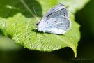 Faulbaum-Bläuling (Celastrina argiolus)