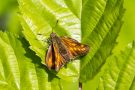 Komma-Dickkopffalter (Hesperia comma)