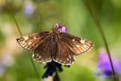 Spiegelfleck-Dickkopffalter (Heteropterus morpheus)