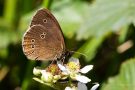 Brauner Waldvogel (Aphantopus hyperantus)