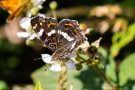 Landkärtchenfalter (Sommergeneration) (Araschnia levana f. prorsa)