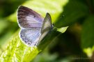 Faulbaum-Bläuling (Celastrina argiolus)