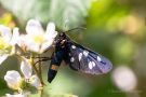 Weißfleck-Widderchen (Amata phegea)