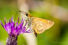 Rostfarbiger Dickkopffalter (Ochlodes sylvanus)