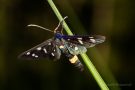 Weißfleck-Widderchen (Amata phegea)