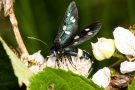 Weißfleck-Widderchen (Amata phegea)