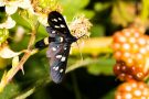 Weißfleck-Widderchen (Amata phegea)