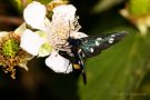 Weißfleck-Widderchen (Amata phegea)