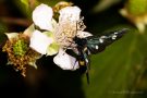 Weißfleck-Widderchen (Amata phegea)