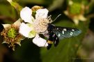 Weißfleck-Widderchen (Amata phegea)