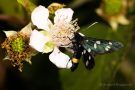 Weißfleck-Widderchen (Amata phegea)