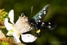 Weißfleck-Widderchen (Amata phegea)