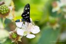 Weißfleck-Widderchen (Amata phegea)