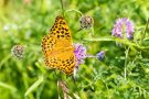 Kaisermantel (Argynnis paphia)