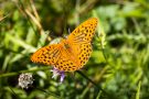 Kaisermantel (Argynnis paphia)