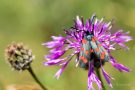 Hufeisenklee-Widderchen (Zygaena transalpina)