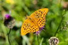 Kaisermantel (Argynnis paphia)