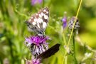 Schachbrettfalter (Melanargia galathea)