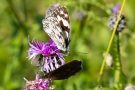 Schachbrettfalter (Melanargia galathea)