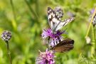 Schachbrettfalter (Melanargia galathea)