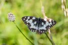 Schachbrettfalter (Melanargia galathea)