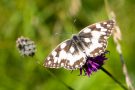 Schachbrettfalter (Melanargia galathea)