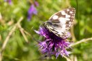 Schachbrettfalter (Melanargia galathea)