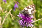 Schachbrettfalter (Melanargia galathea)