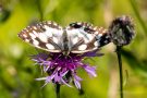 Schachbrettfalter (Melanargia galathea)