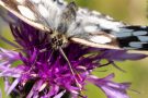 Schachbrettfalter (Melanargia galathea)