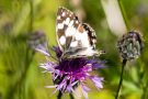 Schachbrettfalter (Melanargia galathea)