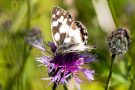 Schachbrettfalter (Melanargia galathea)