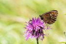 Weißbindiger Mohrenfalter (Erebia ligea)