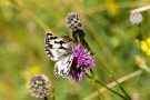 Schachbrettfalter (Melanargia galathea)