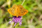 Kaisermantel (Argynnis paphia)