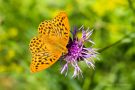 Kaisermantel (Argynnis paphia)