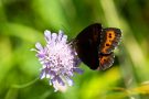 Weißbindiger Mohrenfalter (Erebia ligea)