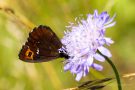 Weißbindiger Mohrenfalter (Erebia ligea)