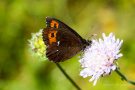 Weißbindiger Mohrenfalter (Erebia ligea)