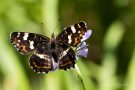 Landkärtchenfalter (Sommergeneration) (Araschnia levana f. prorsa)