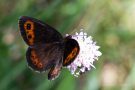 Weißbindiger Mohrenfalter (Erebia ligea)