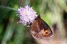 Weißbindiger Mohrenfalter (Erebia ligea)