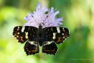 Landkärtchenfalter (Sommergeneration) (Araschnia levana f. prorsa)