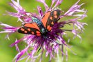 Hufeisenklee-Widderchen (Zygaena transalpina)