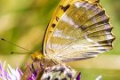 Kaisermantel (Argynnis paphia)