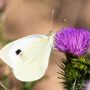 Großer Kohlweißling (Pieris brassicae)